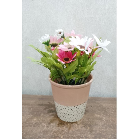 PLANTAS DECORATIVAS CONEFLOWER HA514765